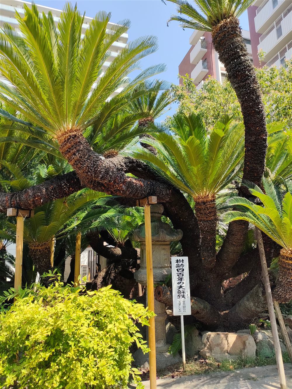 法泉寺 樹齢四百年の大蘇鉄